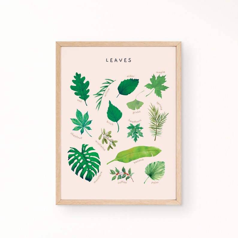 May include: A pink poster with the word "LEAVES" in black text at the top. The poster features illustrations of different types of leaves, each labeled with its name. The leaves are arranged in a circular pattern.