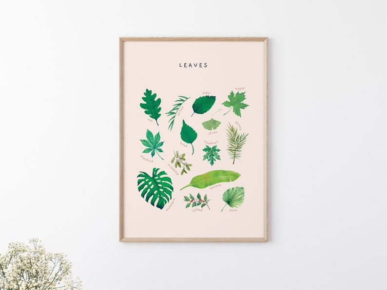 May include: A framed print with the word "LEAVES" at the top and illustrations of different types of leaves with their names written below each one. The leaves are drawn in a watercolor style and are arranged in a circular pattern.