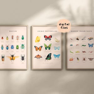 Farfalle, coleotteri, insetti, molluschi, poster educativi / Set di arte murale Montessori stampabile / Decorazione per la stanza dei bambini con acquerello / File digitali