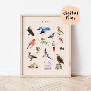 Póster educativo de aves en acuarela / Impresión de ilustración de animales salvajes / Decoración de habitación infantil Montessori / Descarga digital