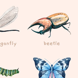 Carteles educativos de escarabajos, insectos y moluscos / Juego de 2 impresiones Montessori de tema natural / Decoración de la habitación del niño de la acuarela / Descarga digital imagen 5