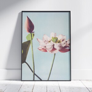 Lotus Flowers, Art Print, Digital Download