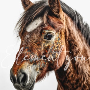 Miniature Horse Clipart, 12 High Quality Jpgs, Animal Jpg, Horse ...