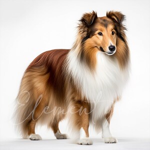 May include: A brown and white Shetland Sheepdog with long, fluffy fur stands on a white background. The dog is looking to the right of the frame.