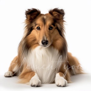 May include: A sable and white Sheltie dog with long fur is lying down with its paws in front of it. The dog is looking directly at the camera.