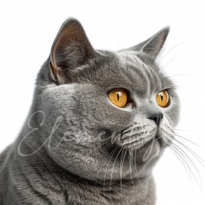 British Shorthair Clipart, 11 High Quality JPGs, Animal Jpg, Cat Clipart, Digital Paper, Card Making, Digital Download for Commercial use