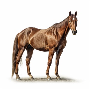 American Quarter Horse, 12 JPG di alta qualità, Jpg animale, Cavallo Clipart, Mestiere di carta digitale, Creazione di carte, Download digitale, Uso commerciale