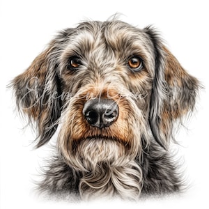 Clipart de teckel à poil de fil, 12 JPG de haute qualité, Clipart de chien, artisanat en papier numérique, fabrication de cartes, téléchargement numérique pour un usage commercial