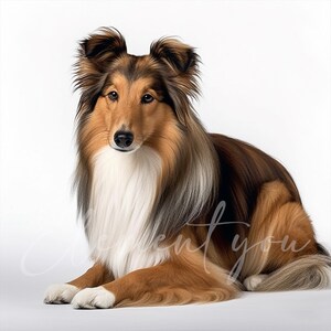 May include: A brown and white Sheltie dog with long fur is sitting on a white background. The dog has a white ruff around its neck and is looking directly at the camera.