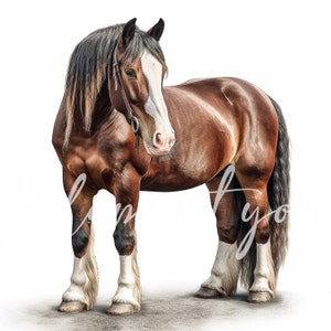 Irish Cob Clipart, 12 JPG de alta calidad, Animal Jpg, Clipart de caballo, Arte de papel digital, Fabricación de tarjetas, Descarga digital para uso comercial