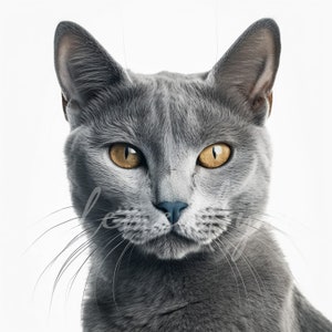 Clipart de chat bleu russe, 12 JPG de haute qualité, Animal Jpg, Clipart de chat, artisanat en papier numérique, fabrication de cartes, téléchargement numérique, utilisation commerciale