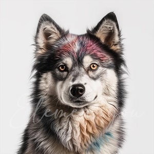 Pomsky Clipart, 12 High Quality JPGs, Animal Jpg, Dog Clipart, Digital Paper Craft, Card Making, Digital Download for Commercial use