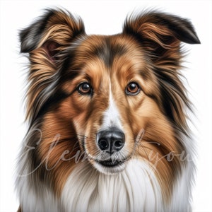 May include: A close-up portrait of a brown and white Collie dog with a soft, fluffy coat. The dog has a kind expression with brown eyes and a white patch on its chest.
