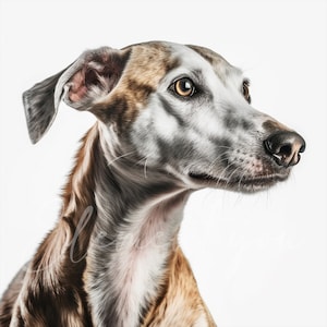 Whippet Clipart, 12 High Quality JPGs, Animal Jpg, Dog Clipart, Digital Paper Craft, Card Making, Digital Download for Commercial use