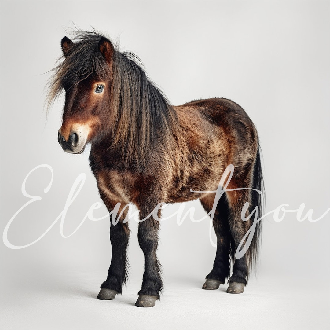 Miniature Horse Clipart, 12 High Quality Jpgs, Animal Jpg, Horse ...