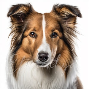 May include: A close-up portrait of a brown and white Collie dog with a long, fluffy coat. The dog has a serious expression and is looking directly at the camera.