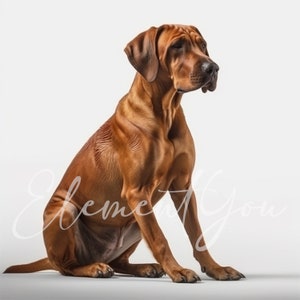 Rhodesian Ridgeback Clipart, 12 High Quality Jpgs, Dog Clipart, Digital ...