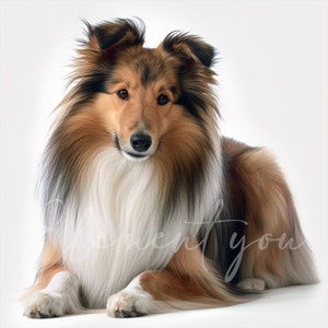 May include: A brown and white Sheltie dog with long fur is lying down and looking directly at the camera.