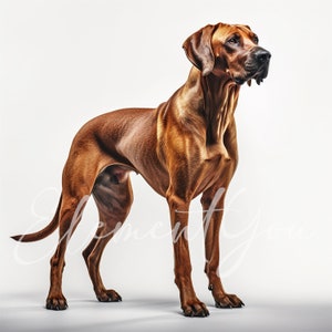 Rhodesian Ridgeback Clipart, 12 High Quality Jpgs, Dog Clipart, Digital ...
