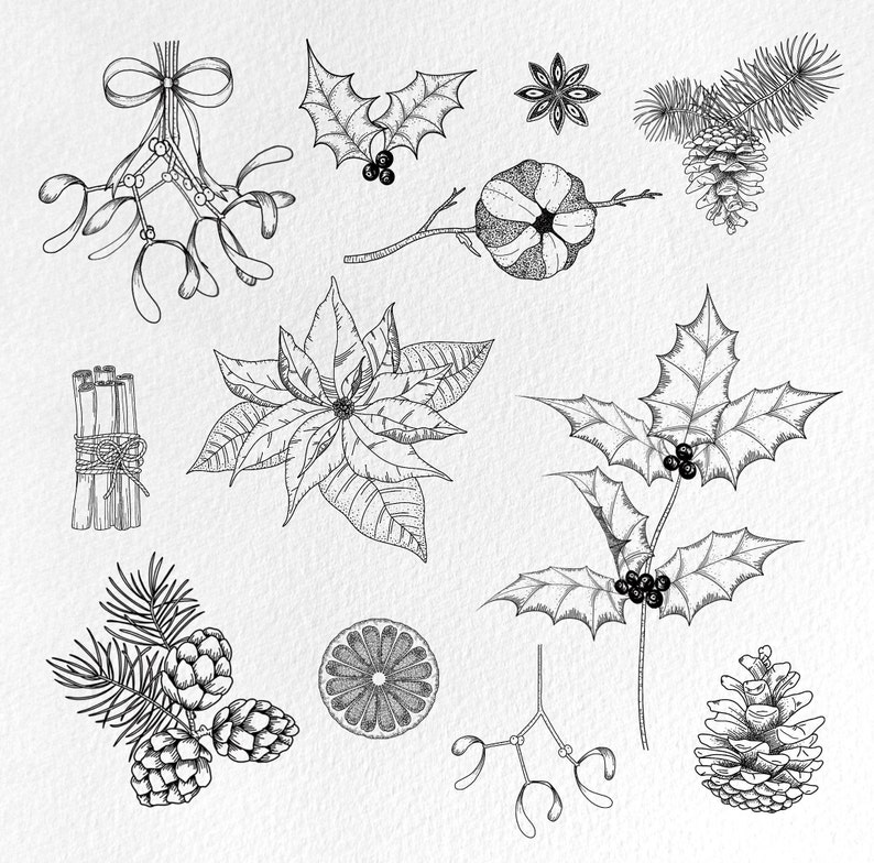 Christmas Botanical Clipart SVG, Vector Winter Line Art, Christmas Floral Elements, Poinsettia