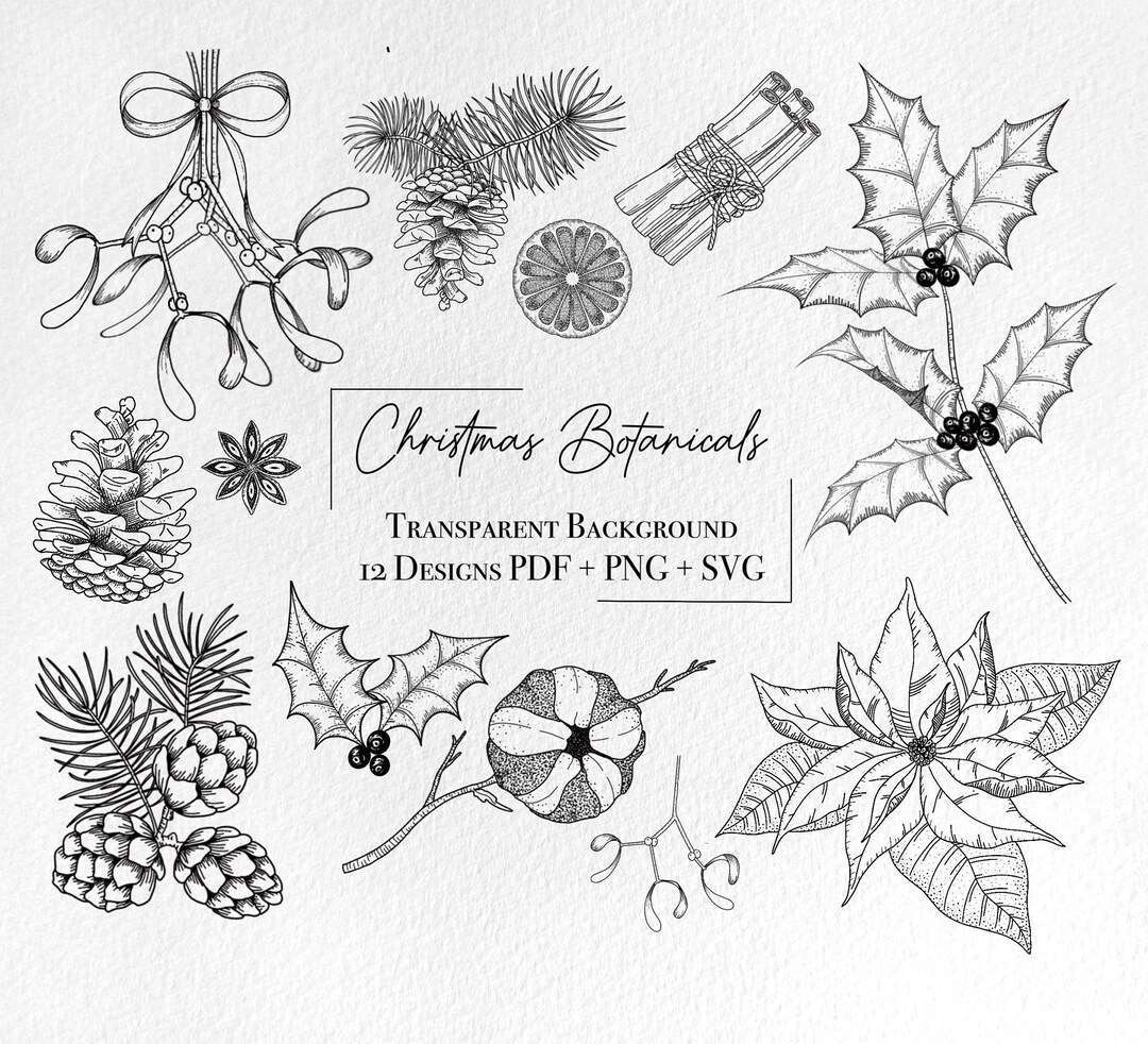 Christmas Botanical Clipart SVG, Vector Winter Line Art, Christmas Floral Elements, Poinsettia