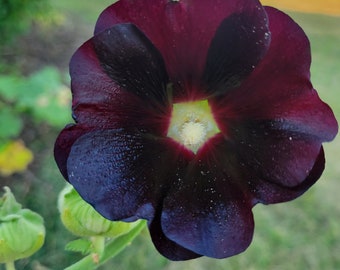 25 BLACK hollyhock seeds.. goth garden