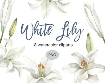 Weiße Lilie Aquarell Clipart: Frühlingsblumen PNG-Bundle (Kommerzielle Nutzung)