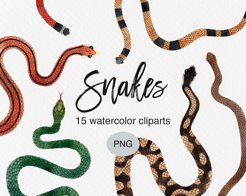 May include: Watercolor clipart set of 15 snakes in various colors and patterns, including red, orange, green, black, and brown. The text "Snakes" and "15 watercolor clip arts PNG" is included in the image.