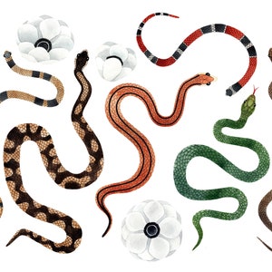 May include: Watercolor illustration of eight snakes with different patterns and colors, including black, white, red, green, and brown. The snakes are curled up in various positions, and some are intertwined with each other. There are three white flowers with black centers in the background.