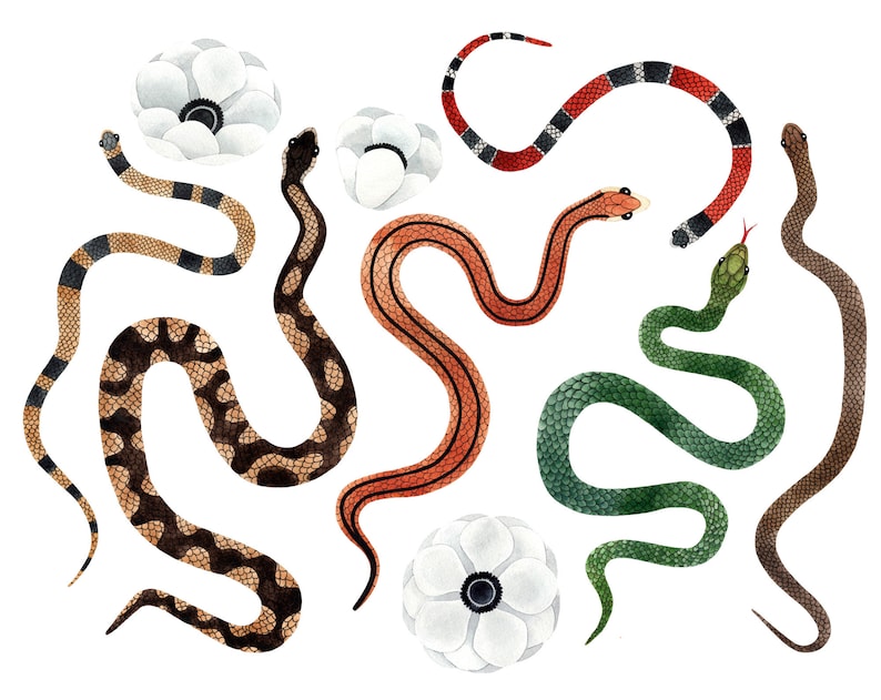 May include: Watercolor illustration of eight snakes with different patterns and colors, including black, white, red, green, and brown. The snakes are curled up in various positions, and some are intertwined with each other. There are three white flowers with black centers in the background.