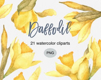 Daffodil Watercolor Clipart Set: Spring Yellow Narcissus Flower PNG Bundle (Commercial Use)