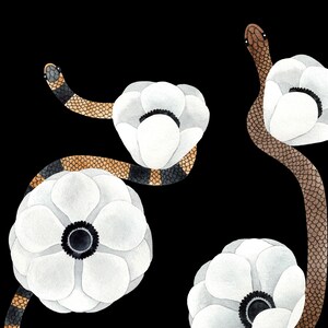 May include: A watercolor illustration of a black and brown snake winding through white flowers with black centers. The snake is depicted in a stylized manner, with its scales and body shape emphasized.