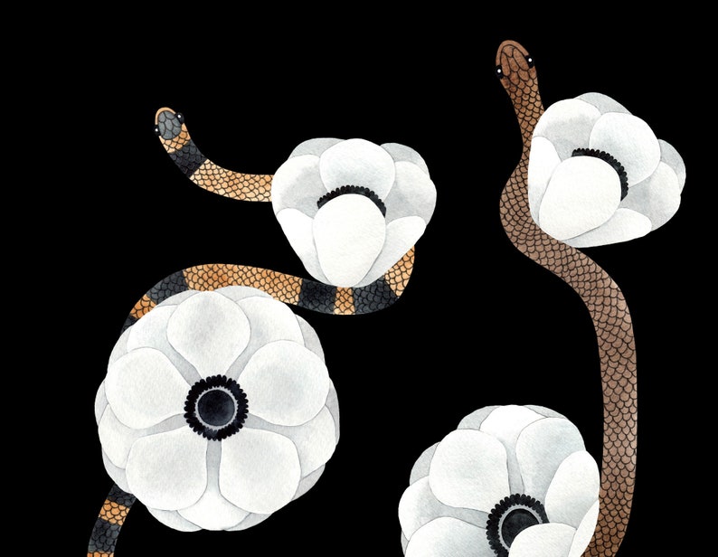 May include: A watercolor illustration of a black and brown snake winding through white flowers with black centers. The snake is depicted in a stylized manner, with its scales and body shape emphasized.