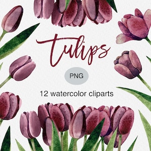 Watercolor Tulip Clipart: Spring Flower PNG Bundle (Commercial Use)