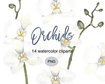Watercolor Orchid Clipart Bundle: Hand-Painted White Flowers (Commercial Use, 300dpi PNGs)