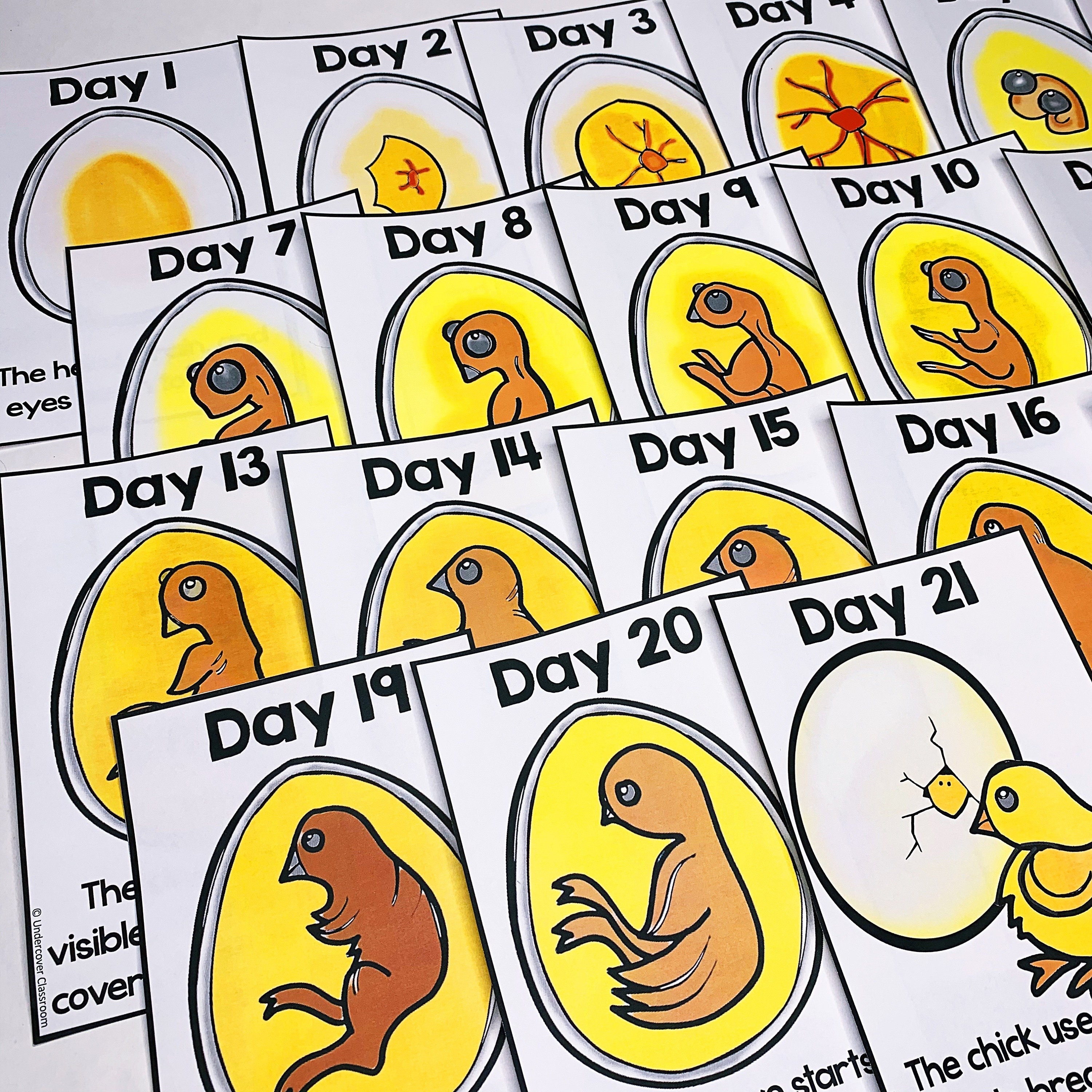 Chicken Egg Incubation Timeline Chicken Egg Tracker for Egg Incubator  Hatching Eggs Chicken Teaching About Chicken Eggs - Etsy Finland, image size:3000x3000