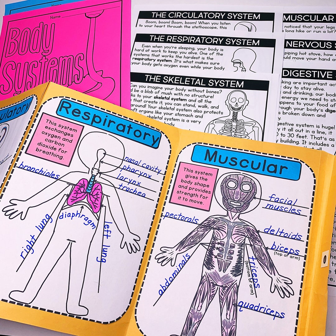 Human Body Unit Teach Human Body Systems Passages Body Systems Posters