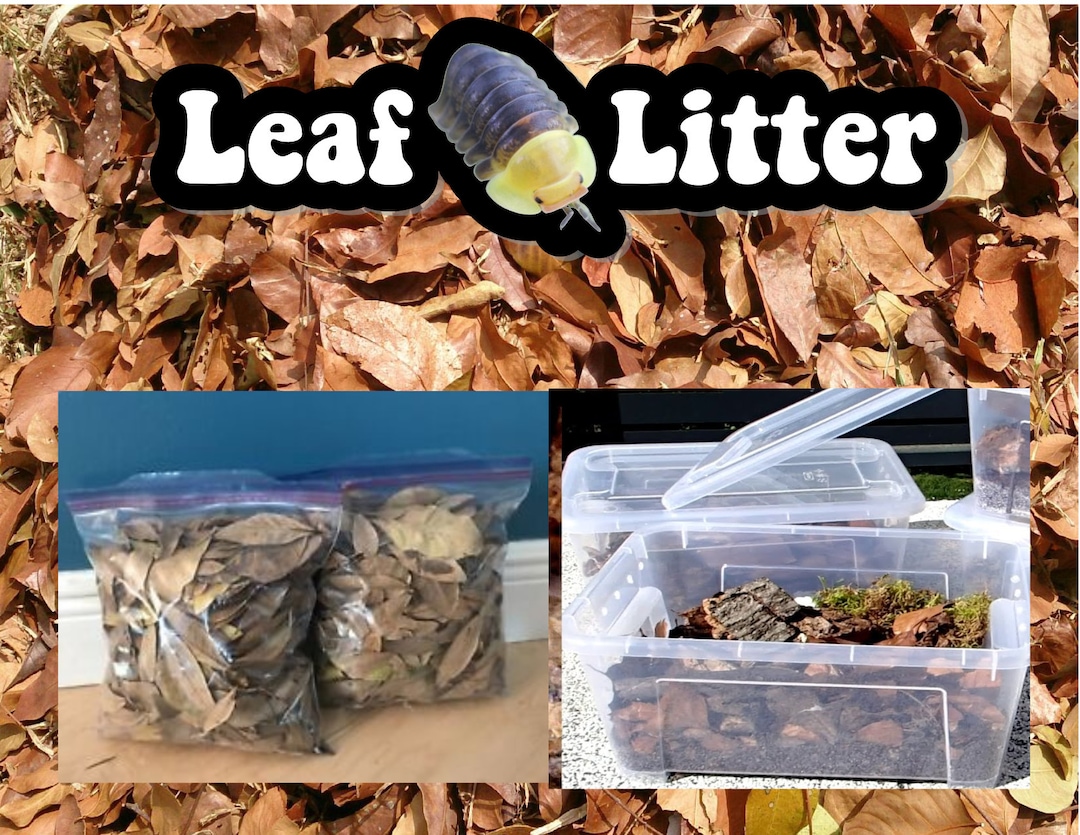 Oak Leaf Litter Bulk Leaf Litter Leaf Litter Isopod Food Isopods