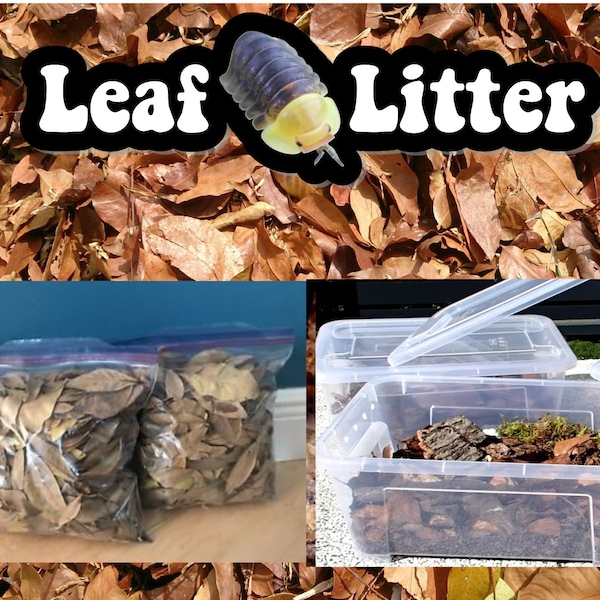 Oak Leaf Litter | Bulk Leaf Litter | Leaf Litter | Isopod Food | Isopods | Terrariums |Terrarium Decor | Terrarium Kit