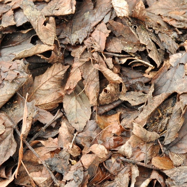 Terrarium Supplies Etsy