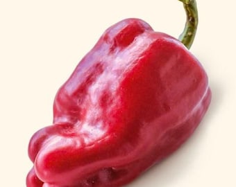 Semillas de pimiento Leutschauer (Karlo Parika)