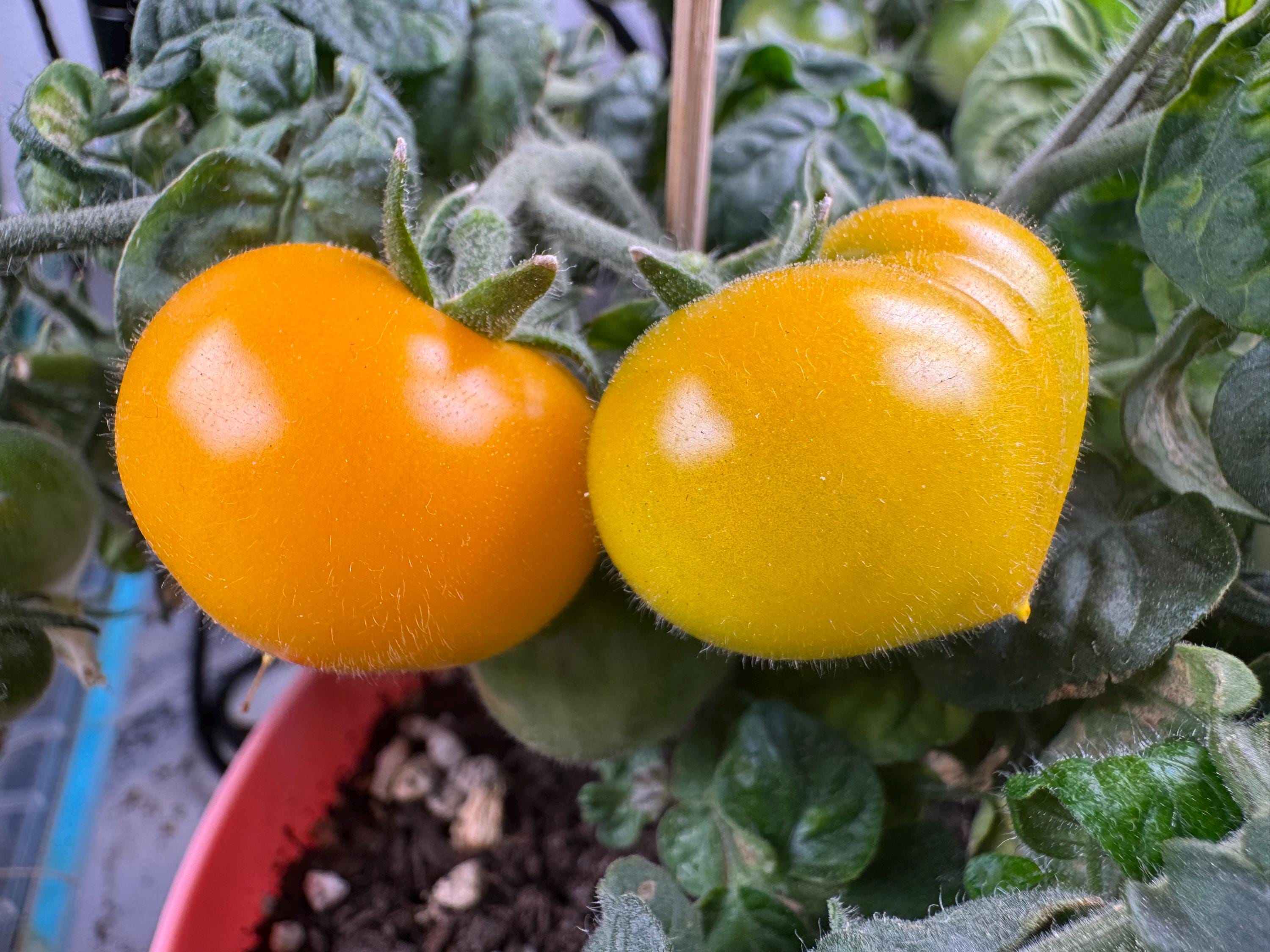 Semi Di Pomodoro Ciliegino Variet&agrave; 'Petit Moineau Jaune' &ndash; Pomodori Gialli Da Orto