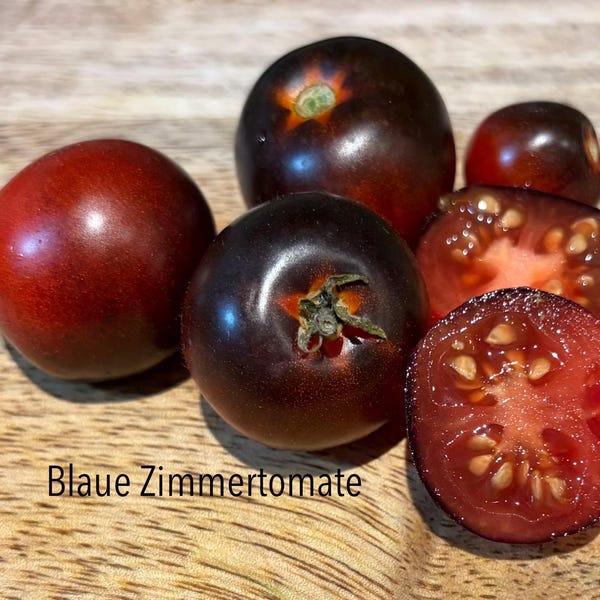 Blaue Zimmertomate Micro Dwarf Seeds