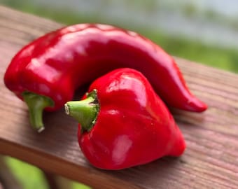 Semillas de pimiento rojo Ajvarski