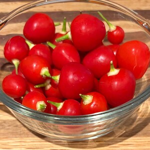 Trepadeira Werner Pepper Seeds
