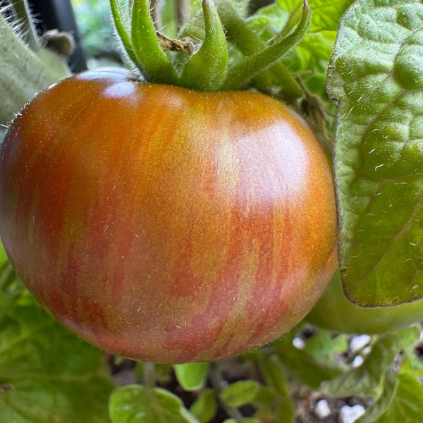 Groovy Tunes Micro Dwarf  Seeds