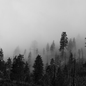 Forest in the Clouds