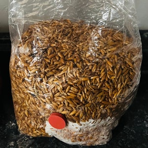 Sterilized Grain Spawn Bag (3 lb.)