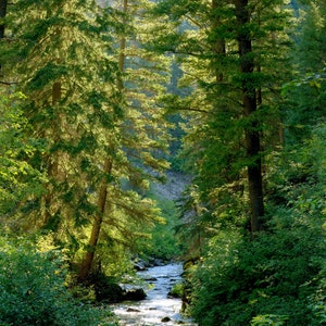 Landscape Photography Mountain Stream Photo Pine Trees and Stream Landscape Wall Art