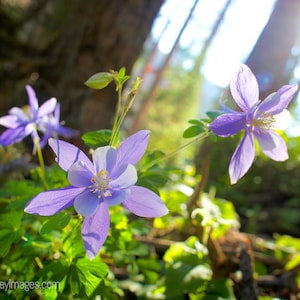 Mountain Columbine Photography of Columbine in Mountains Wildflower Wall Art
